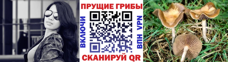Галлюциногенные грибы ЛСД  цена   Ельня 